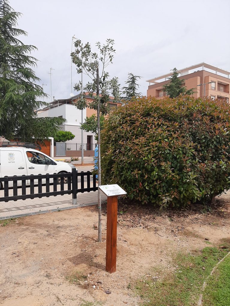 arbol