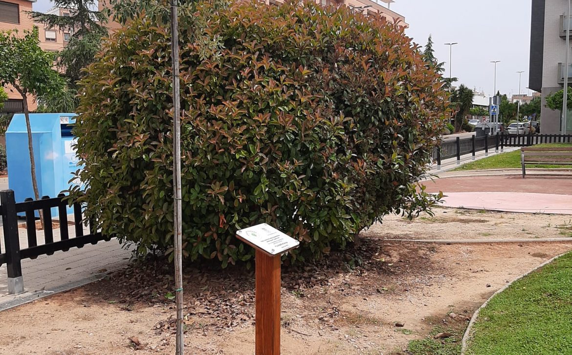 arbol