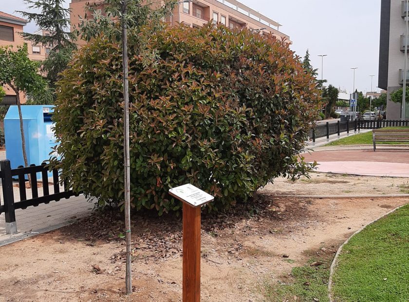 arbol