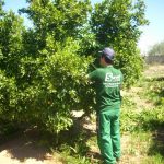 Los alumnos del Taller de Empleo de Nules III de Fruticultura comienzan la formación práctica