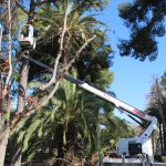 Nules realitza una poda preventiva en els arbres del Jardí Botànic