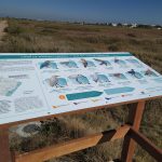 Nules aposta pel turisme ornitològic per a diversificar la seua oferta turística