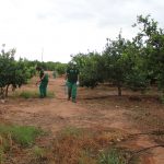 El alumnado del taller de empleo de Nules III de Fruticultura acondiciona parcelas municipales