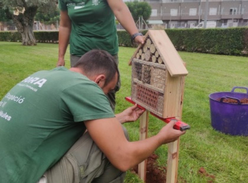 CORTS VALENCIANES HOTEL INSECTOS