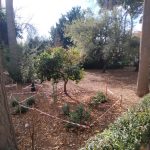 NULES RESTAURA LA VEGETACIÓ DEL JARDÍ BOTÀNIC FRANCISCO BELTRÁN BIGORRA