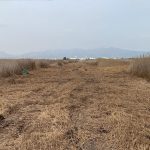 NULES REALITZA ACTUACIONS DE PREVENCIÓ DE MOSQUITS EN LA ZONA DE LA FINCA DE “EL POU”