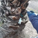 NULES PORTA A TERME UNA CAMPANYA DE TRACTAMENT DE PLAGUES DELS ARBRES