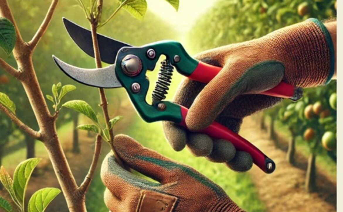 OK PODA ÁRBOL