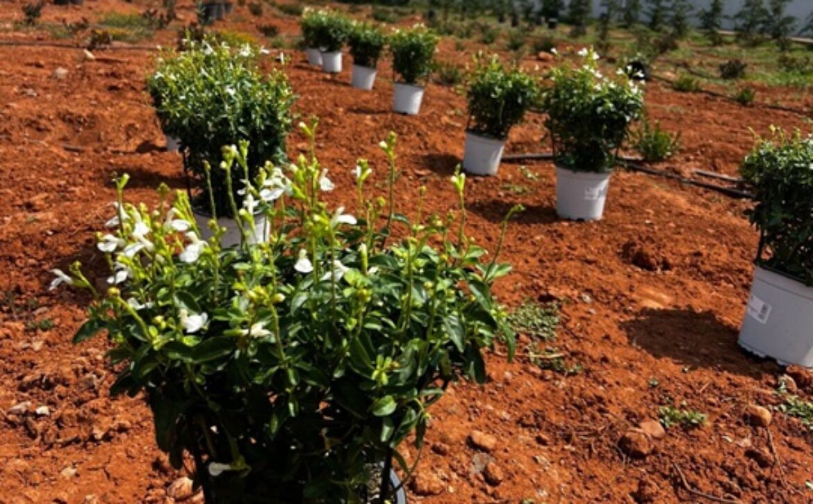 OK PLANTACIÓN ECOLÓGICA