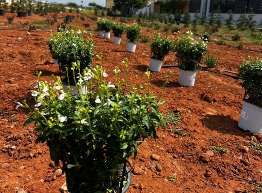 OK PLANTACIÓN ECOLÓGICA