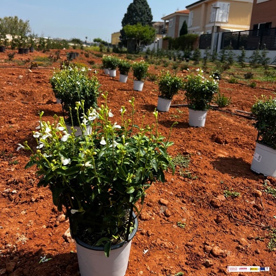 OK PLANTACIÓN ECOLÓGICA