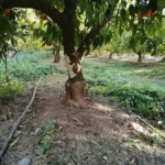 NULES SOL·LICITA LA DECLARACIÓ COM A ZONA AFECTADA PER PLAGA DE CONILLS
