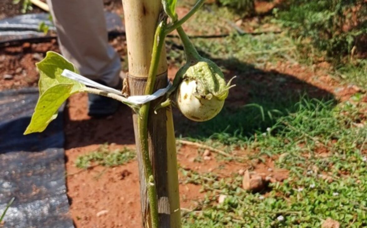 IMAGEN FRUTO CULTIVO