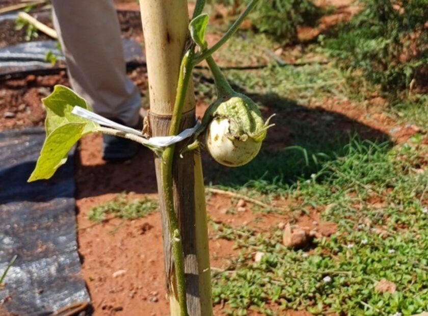 IMAGEN FRUTO CULTIVO