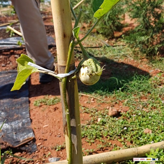 IMAGEN FRUTO CULTIVO