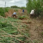 NULES CONTRATA A 46 PERSONAS DESEMPLEADAS DEL SECTOR AGRARIO