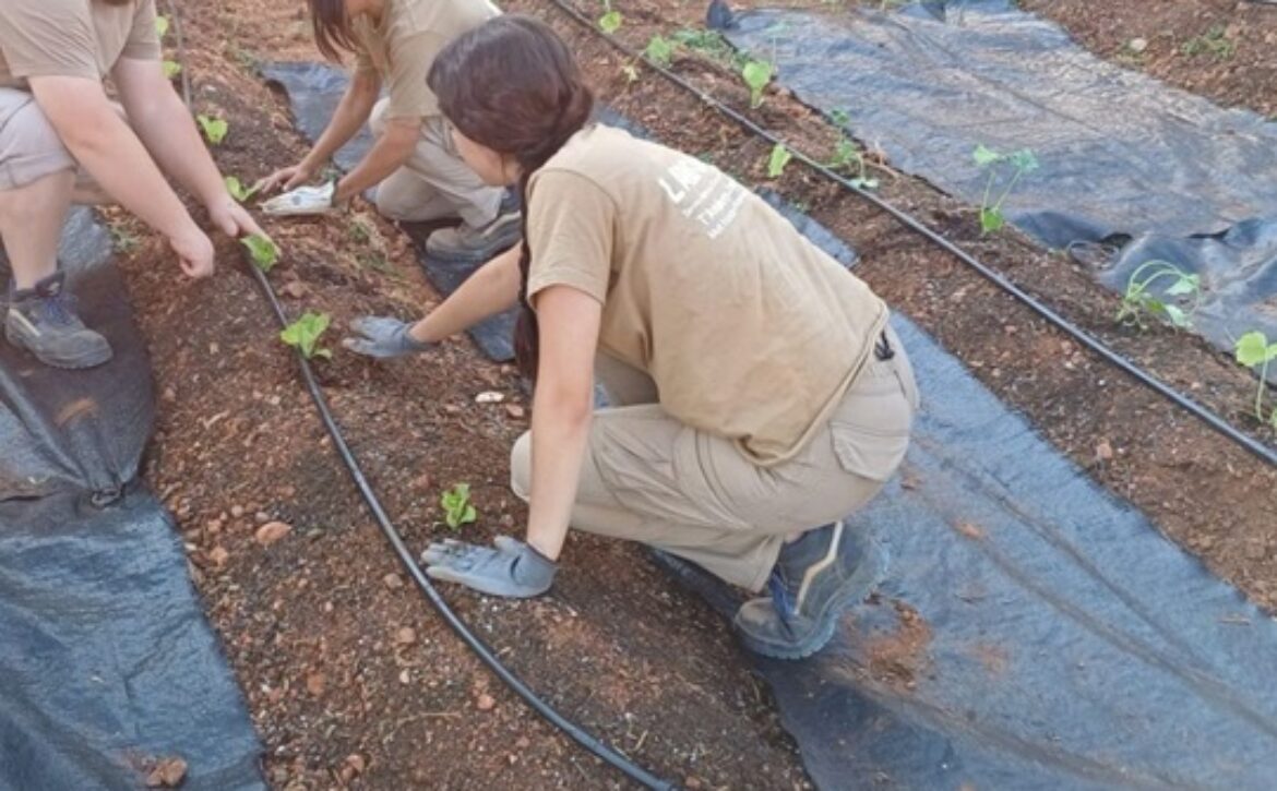 POST PLANTACIÓN HORTALIZAS