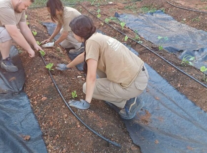 POST PLANTACIÓN HORTALIZAS