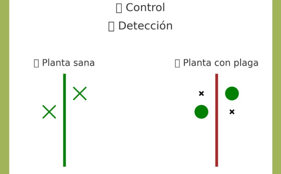FOTO EXAMEN PLAGAS