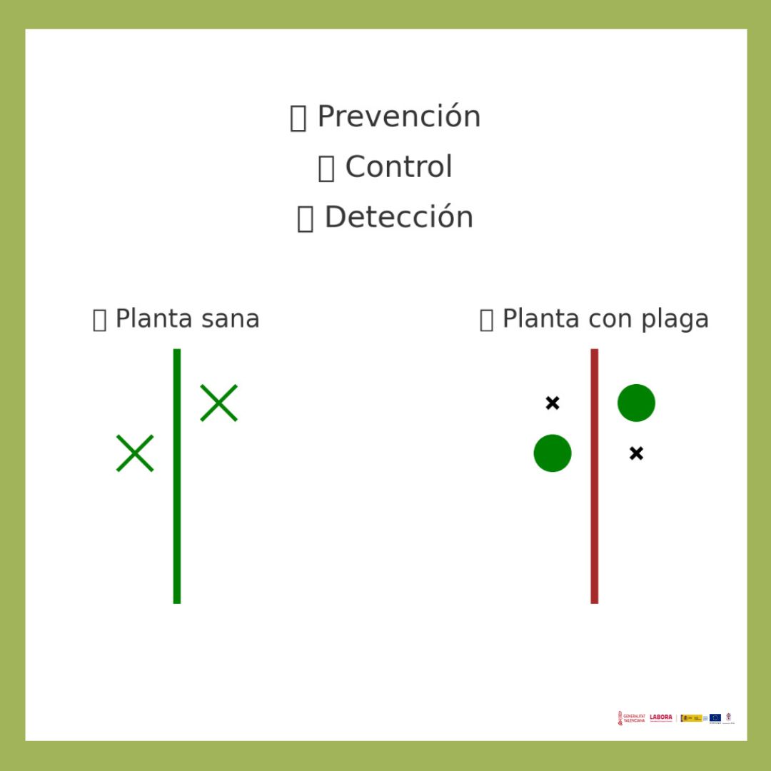 FOTO EXAMEN PLAGAS
