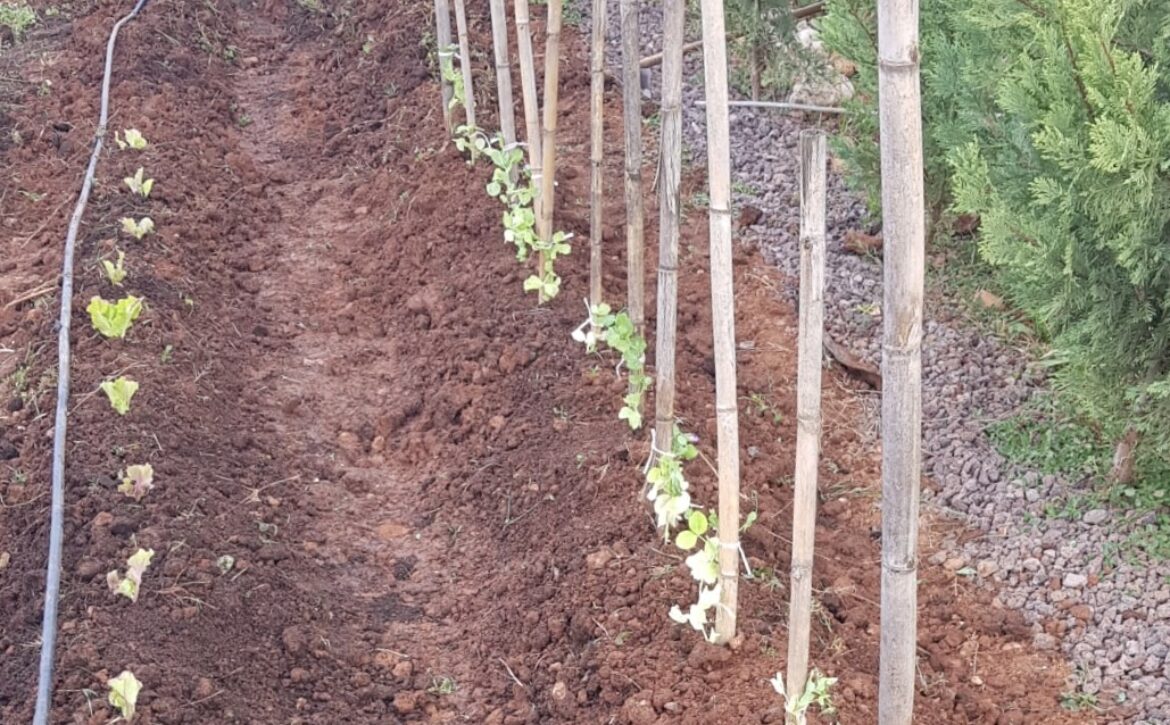 FOTO REPLANTACIÓN TEMPROADA