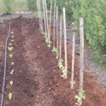ELS ALUMNES D'AGRICULTURA ECOLÒGICA REALITZEN LA PLANTACIÓ D'HORTALISSES D'HIVERN